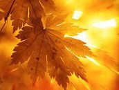 Cross stitch pattern: #873749