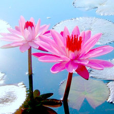 Cross stitch pattern: #873859