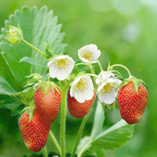 Cross stitch pattern: #873860