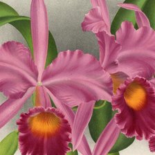 Cross stitch pattern: #874302