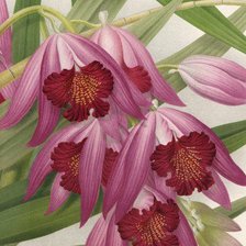 Cross stitch pattern: #874307