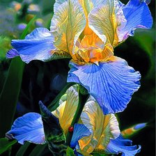 Cross stitch pattern: #875293