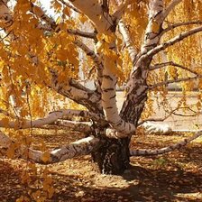 Cross stitch pattern: #875630