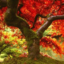 Cross stitch pattern: #875635