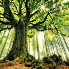 Cross stitch pattern: #875639