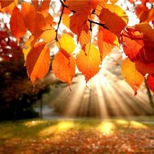 Cross stitch pattern: #875640