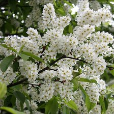 Cross stitch pattern: #875642