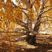 Cross stitch pattern: #875680