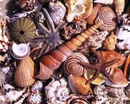 Cross stitch pattern: #877565