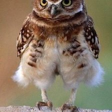 Cross stitch pattern: #877968