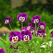 Cross stitch pattern: #878111