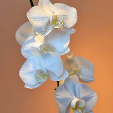 Cross stitch pattern: #878999