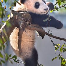 Cross stitch pattern: #879121