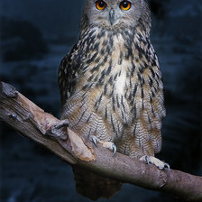 Cross stitch pattern: #879122