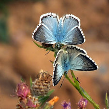 Cross stitch pattern: #879668