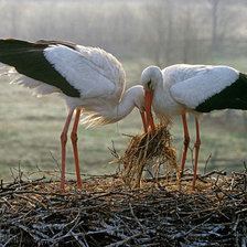 Cross stitch pattern: #880415