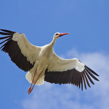 Cross stitch pattern: #880417