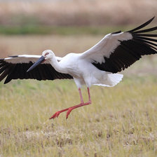 Cross stitch pattern: #880421