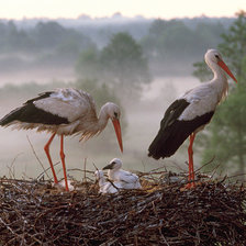 Cross stitch pattern: #880423