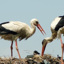 Cross stitch pattern: #880425