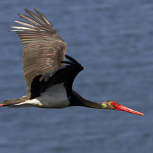 Cross stitch pattern: #880428