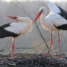 Cross stitch pattern: #880430