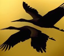 Cross stitch pattern: #880433