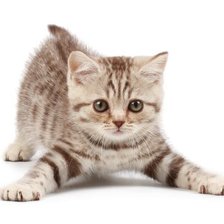 Cross stitch pattern: #881477