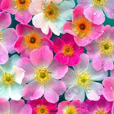 Cross stitch pattern: #881622