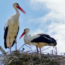 Cross stitch pattern: #881926