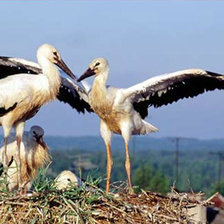 Cross stitch pattern: #881929