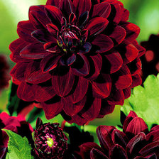 Cross stitch pattern: #883678