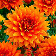 Cross stitch pattern: #883693