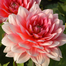 Cross stitch pattern: #883701