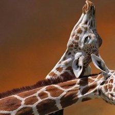 Cross stitch pattern: #886175