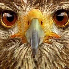 Cross stitch pattern: #886183