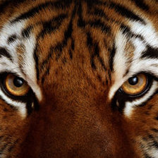 Cross stitch pattern: #887103