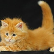 Cross stitch pattern: #887113