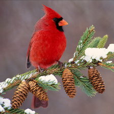 Cross stitch pattern: #889374