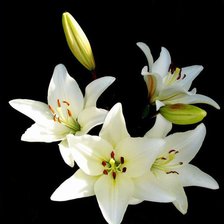 Cross stitch pattern: #889532
