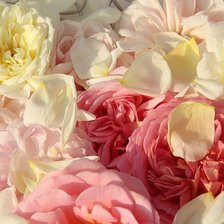 Cross stitch pattern: #889604