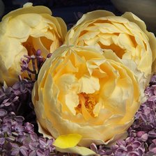 Cross stitch pattern: #889623