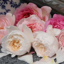Cross stitch pattern: #889626