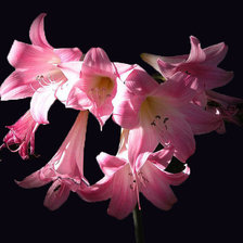 Cross stitch pattern: #889645