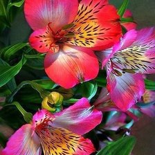 Cross stitch pattern: #890766