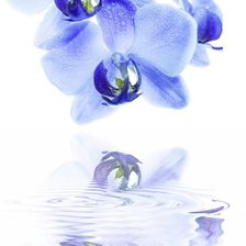 Cross stitch pattern: #891486