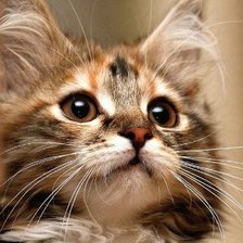 Cross stitch pattern: #891836