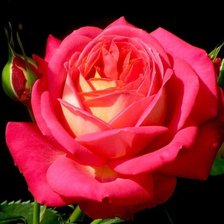 Cross stitch pattern: #891848