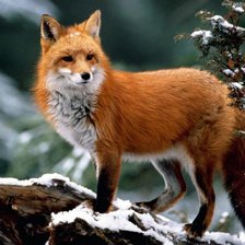 Cross stitch pattern: #893199