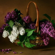 Cross stitch pattern: #893207